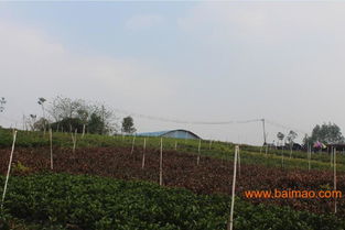 來(lái)賓園林綠化工程 南寧提供可信賴的廣西園林綠化工程,來(lái)賓園林綠化工程 南寧提供可信賴的廣西園林綠化工程生產(chǎn)廠家,來(lái)賓園林綠化工程 南寧提供可信賴的廣西園林綠化工程價(jià)格