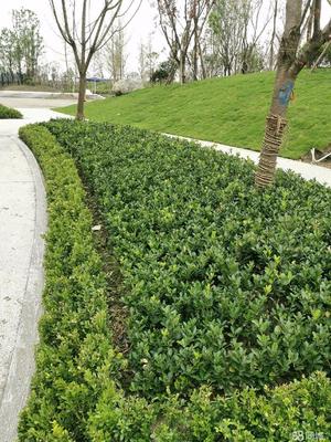 成都市政道路綠化,小區(qū)砍樹、修樹、除草、移栽樹