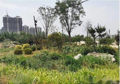 河北大名一千余萬景觀綠化工程先施工后招標