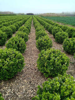 廊架施工、園林養護綠化、承接綠化工程綠化養護庭院設計