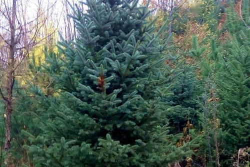 園林立體綠化工程的施工技術(shù)