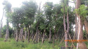 東莞園林公司綠化施工工程,東莞園林公司綠化施工工程生產廠家,東莞園林公司綠化施工工程價格