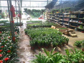 一站式園林綠化與體育設(shè)施服務 苗圃開業(yè)花籃、養(yǎng)護與工程施工