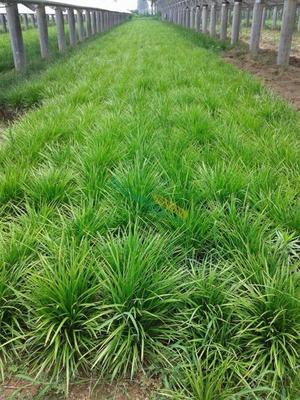 山東麥冬草供應與體育場地設(shè)施工程施工一體化服務