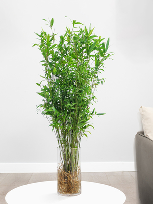 武漢室內盆景、花卉養(yǎng)護與園林綠化工程全解析