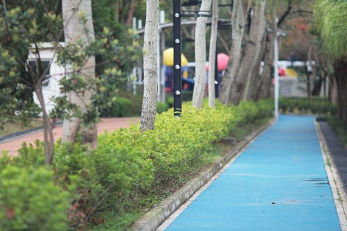 小區(qū)綠化施工全攻略 從規(guī)劃到養(yǎng)護的核心要點