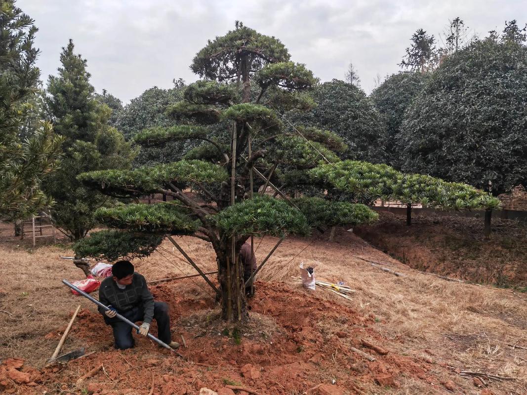 樂安縣古樟灣四季花海 園林綠化與體育設施一體化建設施工現(xiàn)場紀實